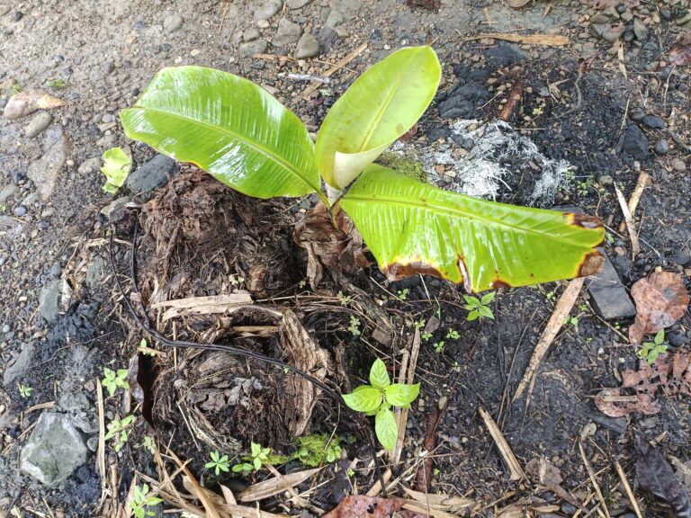 Hutan yang Ditebang, Konser yang Disalahkan