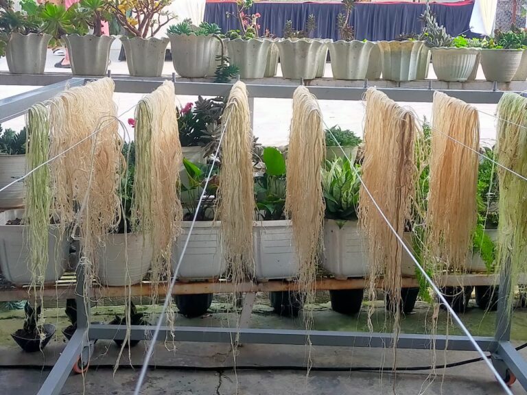Serat Pelepah Nanas Harapan Baru Ekonomi Perempuan Gayo