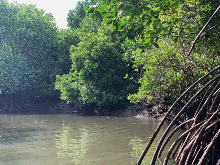 Keajaiban Hutan Mangrove: Pencegah Abrasi hingga Potensi Sumber Ekonomi